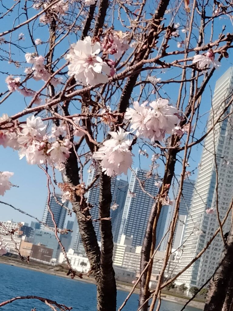 豊洲公園（東京都江東区）の冬の桜